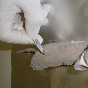 Scelta del campione per lo studio del DNA antico