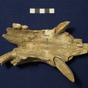 Frammento di mandibola di cinghiale adulto