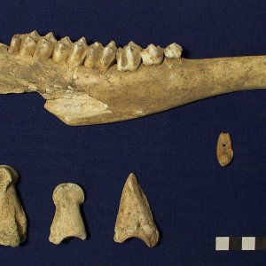 Resti ossei di cervo (mandibola, falangi e dente canino atrofico forato utilizzato come ornamento)