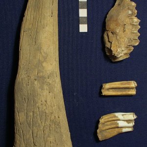 Resti ossei di stambecco (corno, mascellare, denti)