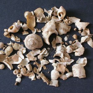 Molluschi terrestri e marini