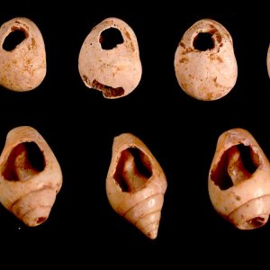 Molluschi marini forati: <em>Cyclope neritea</em> (in alto) e <em>Columbella rustica</em> (in basso)